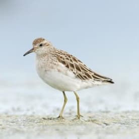 Photo for Sharp-tailed sandpiper