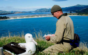 Albatros chick being checked on by DOC