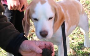 Rosie the truffle dog and one of her finds.