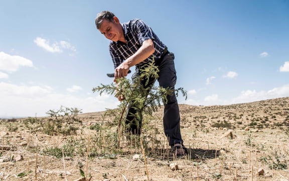 Tony Rinaudo, 'the forest maker' created the Farmer Managed Natural Revegetation method that has reforested large swathes of Niger and other African countries.