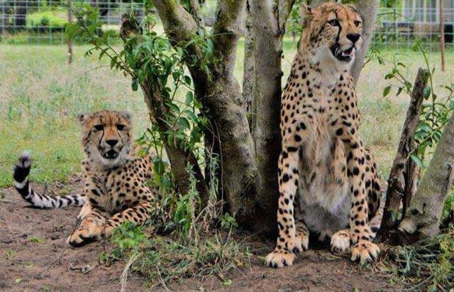 Cheetah attacks Christchurch boy Isaac Driver