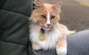 Wellington celebrity cat Mittens in a stranger's car