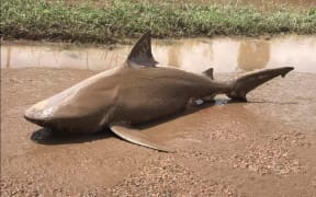 A bull shark washed up in Ayr, Queensland, following flooding in the aftermath of Cyclone Debbie