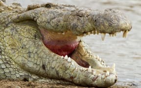 A Nile crocodile in Kenya.