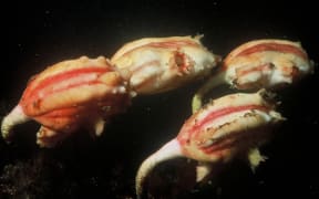 Sea Squirt