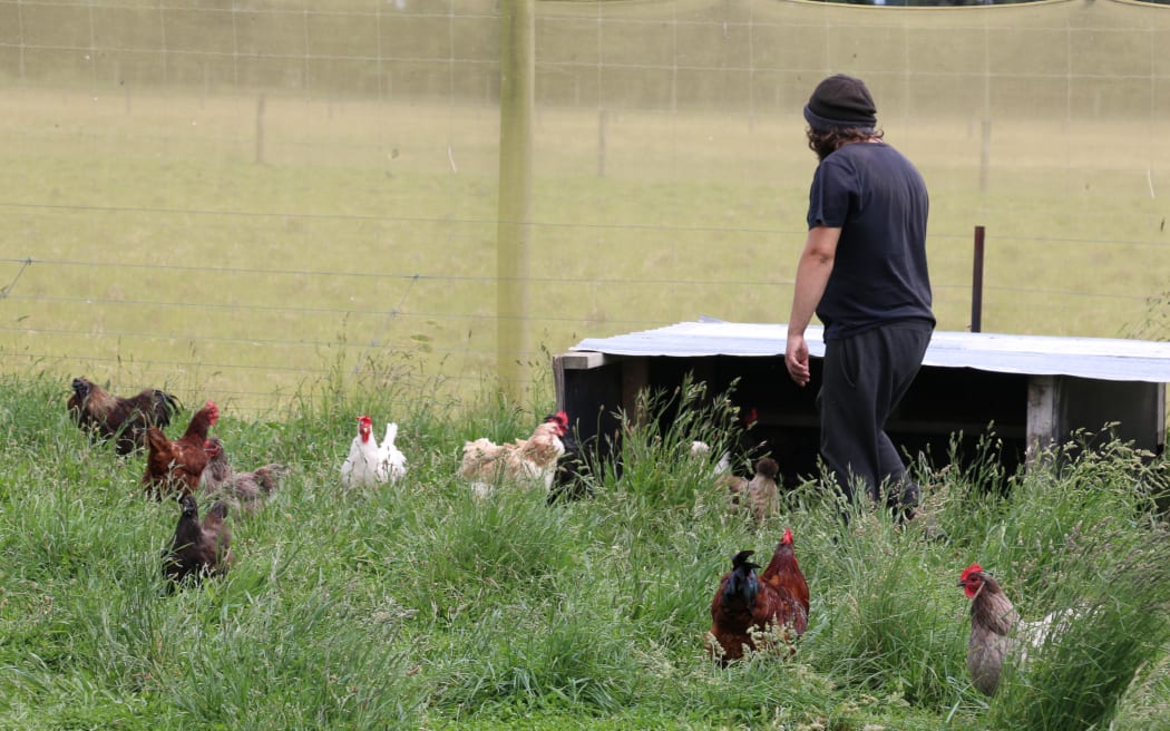 North Canterbury Chicken Rescue