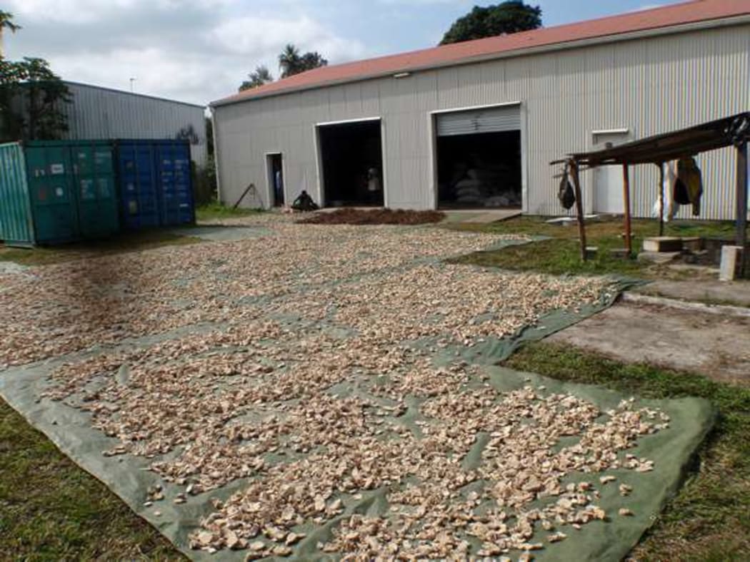 Kava wholesale premises in Vanuatu.