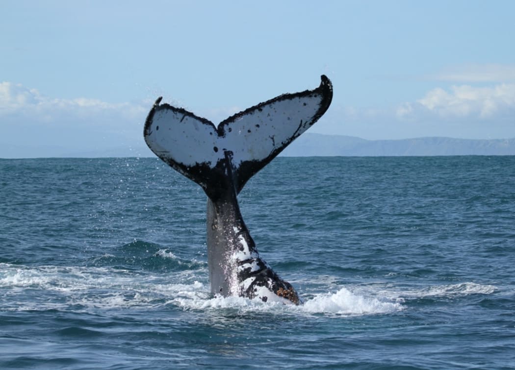 A photo of a humpback whale tail taken during an annual survey in the Cook Strait.