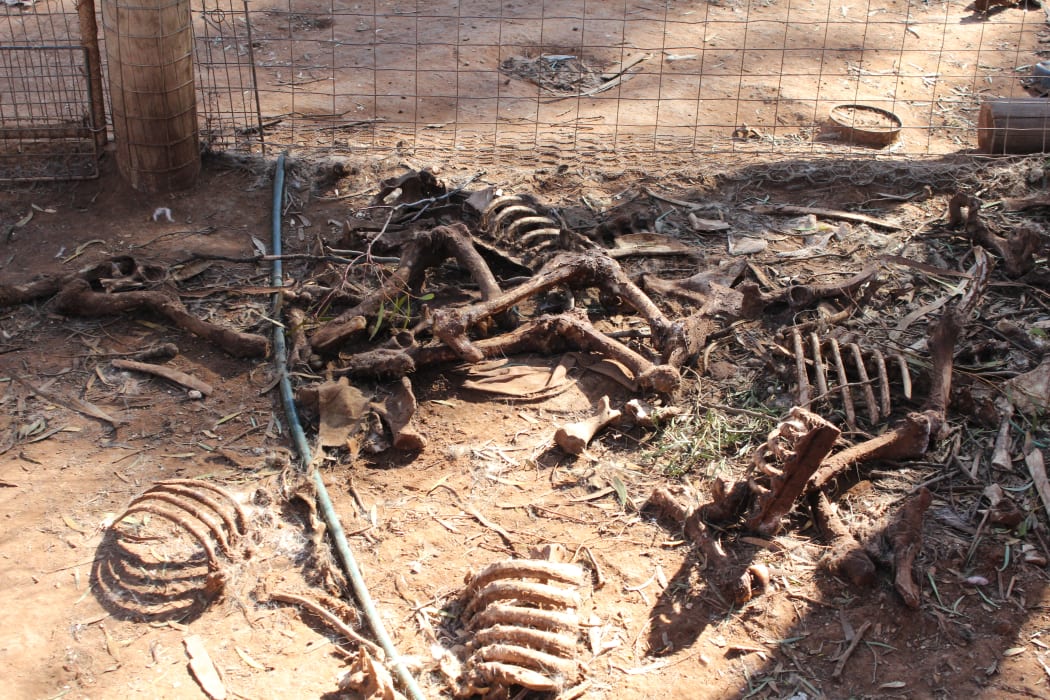 Piles of rotten bones were found after an inspection of a Baroota property in South Australia, where puppy farmer Dora Ryan kept animals.