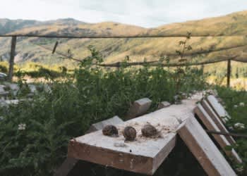  There are currently about 50,000 snails and growing at Otago Escargots.