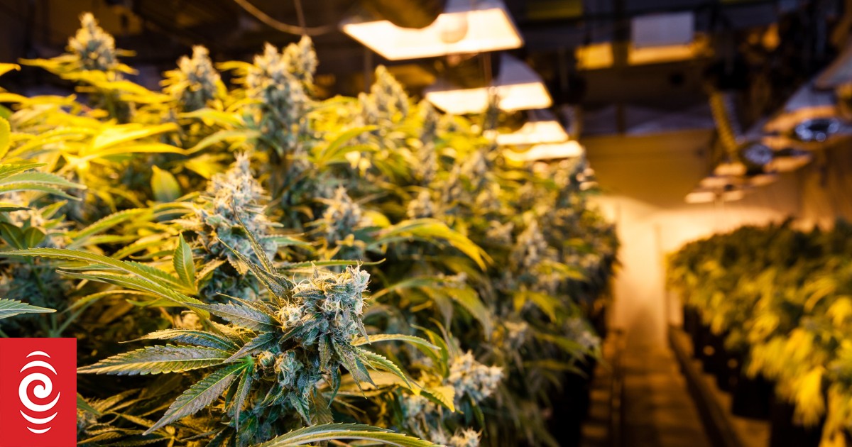 Medical cannabis company in voluntary administration after failing to raise investor funds - Vimarsana News
