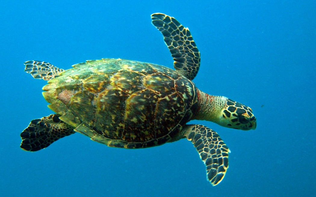 Green sea turtle