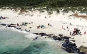 Only six whales have survived a mass stranding of pilot whales on the coast of Western Australia.