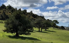 Puriri trees situated on Onoke Scenic Reserve.