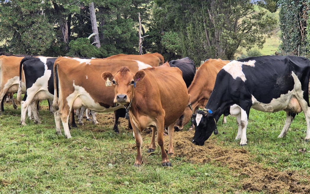 Some of Fernhill's diary cows during feeding time.