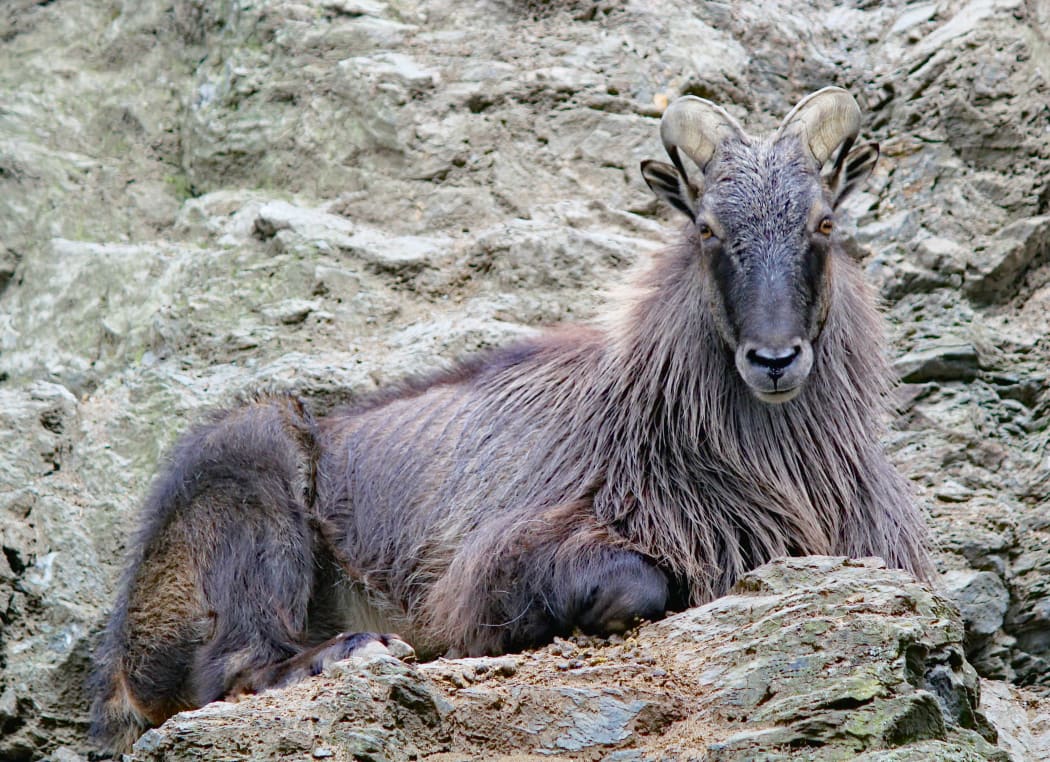 Himalayan tahr.