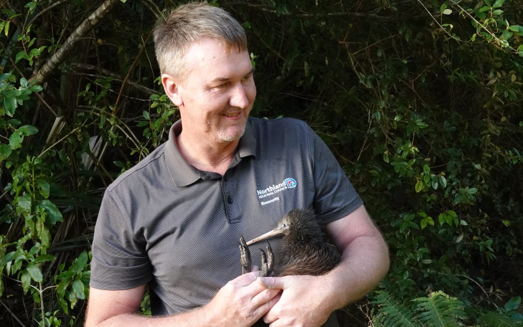 Northland Regional Council biodiversity officer Bernie Buhler with the rescued kiwi.