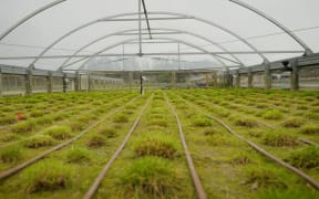 A giant polytunnel with lines of grass growing inside.