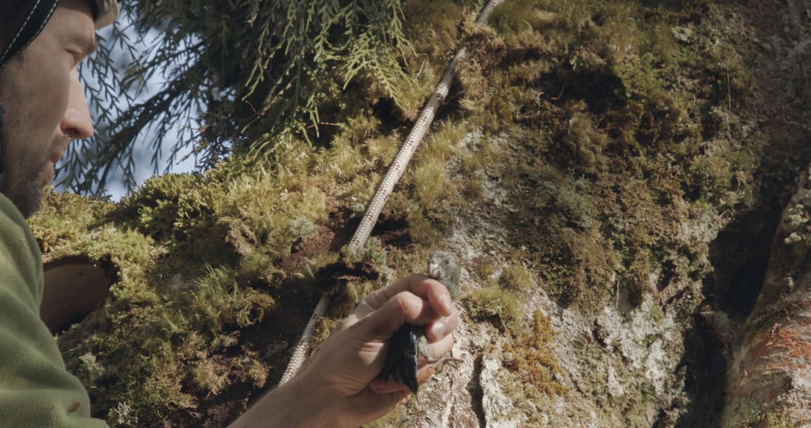Andrew Legault with Kākāriki karaka/Orange-Fronted Parakeet, once New Zealand's rarest forest bird, South Branch Hurunui