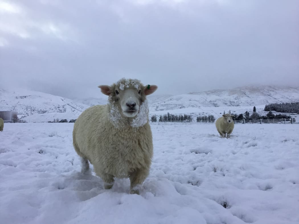 A woolly coat is an advantage today in Fairlight, Southland. Snow in Southland 6 June 2018