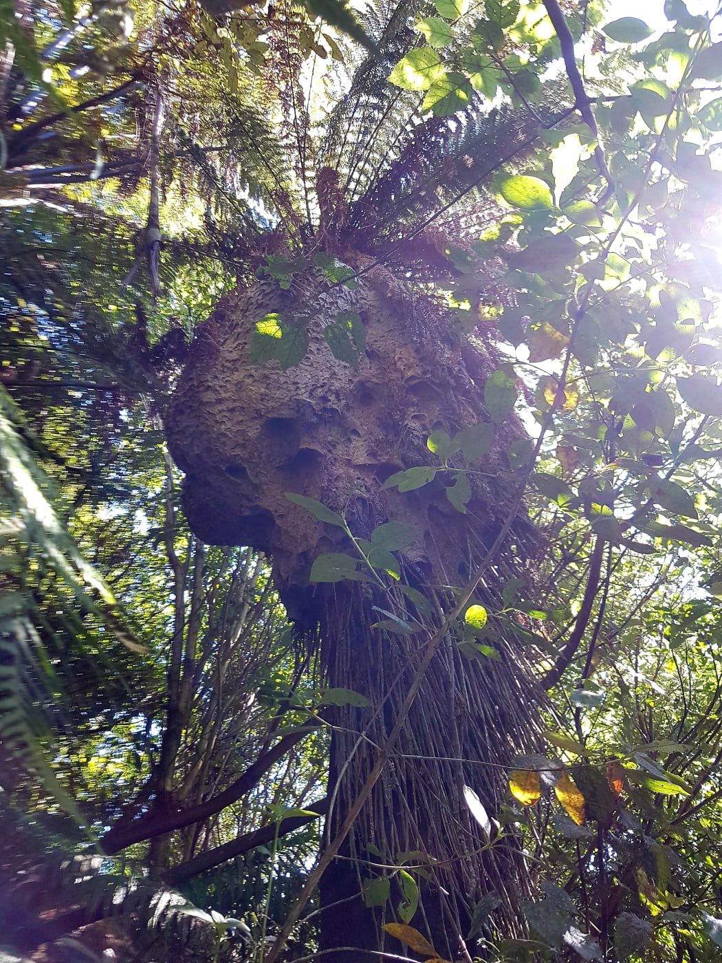 An enormous wasp nest near Lake Rotorua