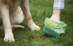 Dog owner clearing droppings with plastic bag.