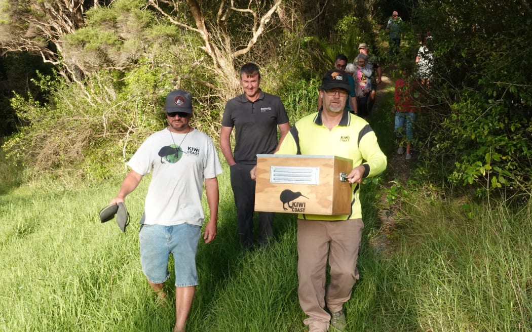 After making a full recovery from its misadventure, the kiwi is taken to a release site near Opito Bay