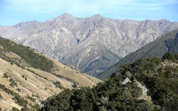 Ex-councillor wins legal battle against council over pines | RNZ