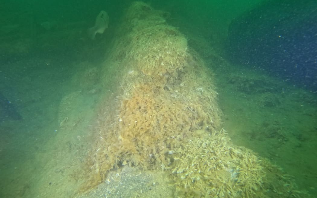 The patch of caulerpa after chlorine treatment.