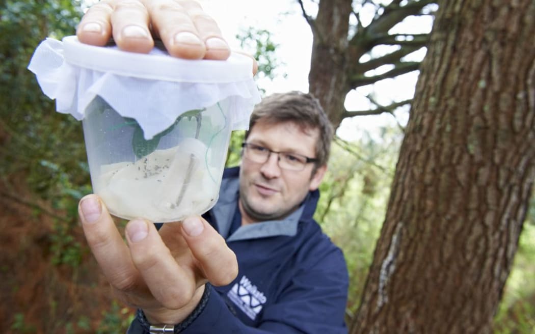 A Waikato Regional Council worker with privet bugs.