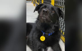 A Wellington dog donning a new, longer lasting metal dog tag.