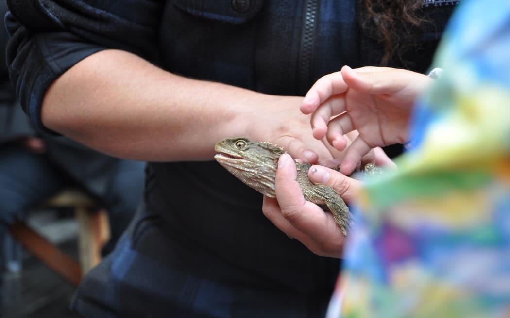 The tuatara came from several sites around the country to their new home at the Brook Waimārama Sanctuary.