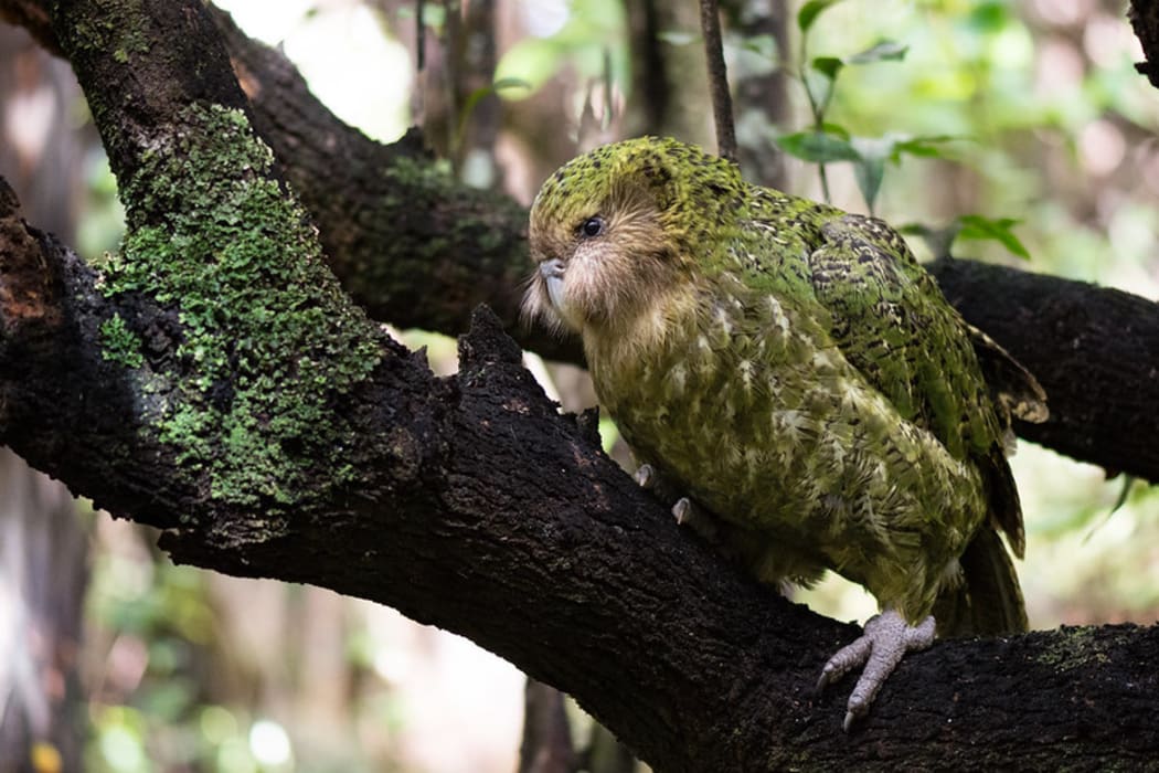 Sirocco the kākāpō