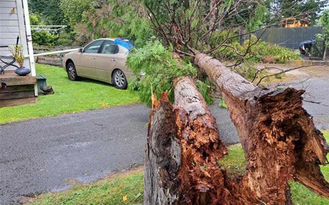 Graeme Burnard's beloved 22-year-old Lexus had been crushed by a tree in Wairarapa.