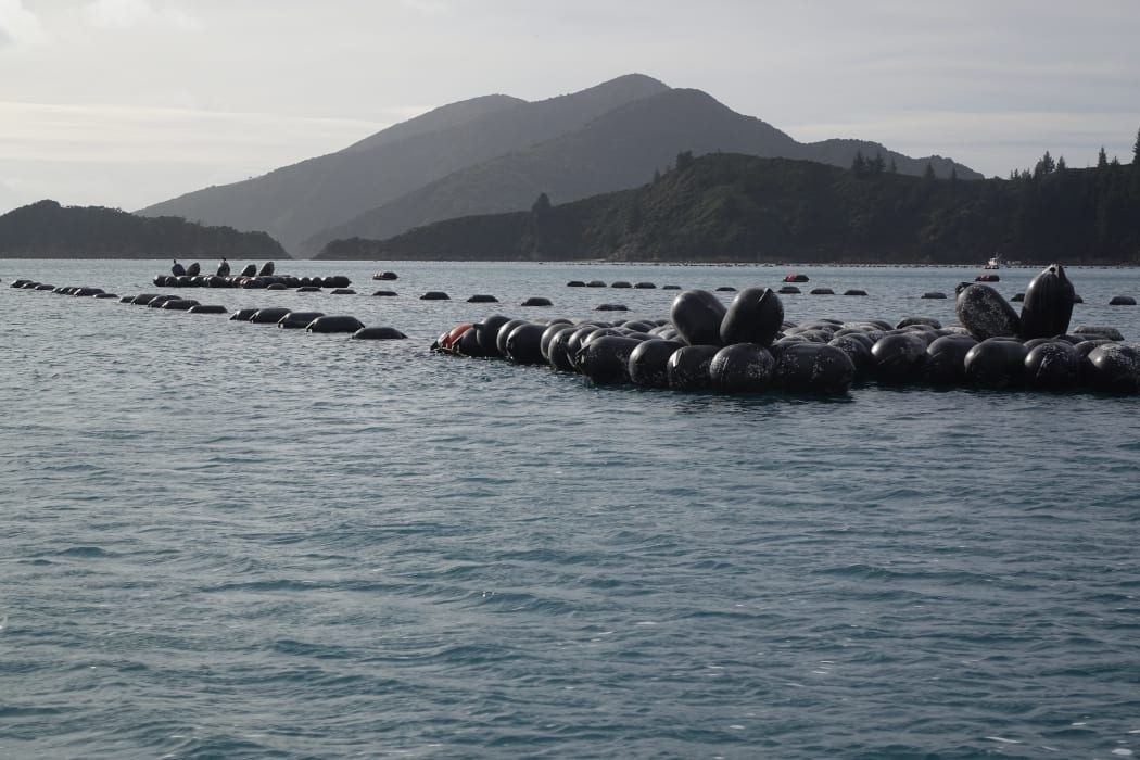 A mussel farm in Forsyth Bay in Pelorus Sound.