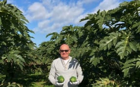Raymond Young selecting papaya.
