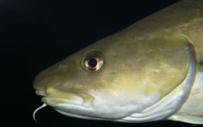 Atlantic cod