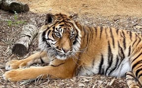 Mencari the Sumatran tiger.