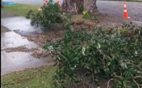 Fallen tree narrowly misses Lower Hutt woman during storms.