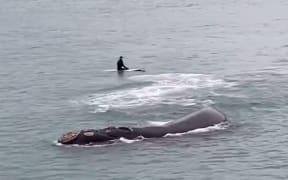A whale and her calf have been filmed playing with surfers at Christchurch's New Brighton beach.