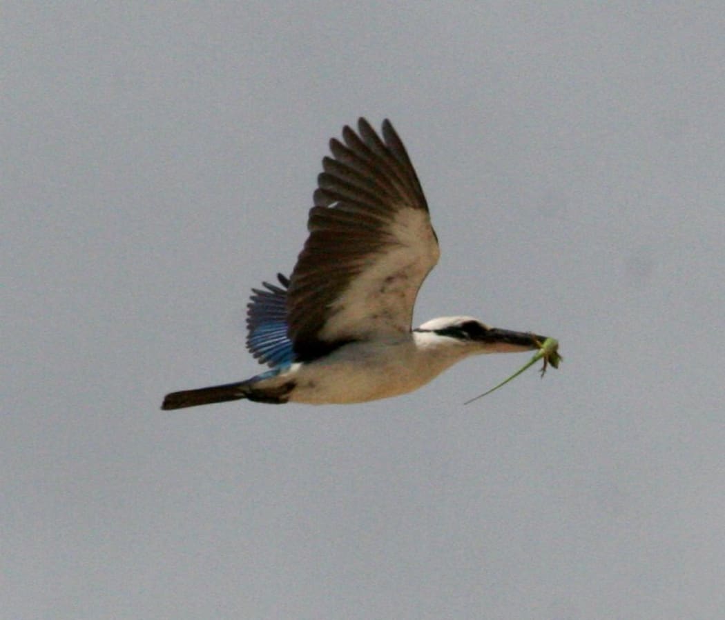 Mariana kingfisher