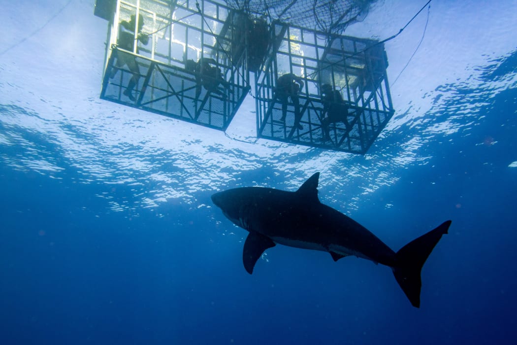 Shark cage diving.