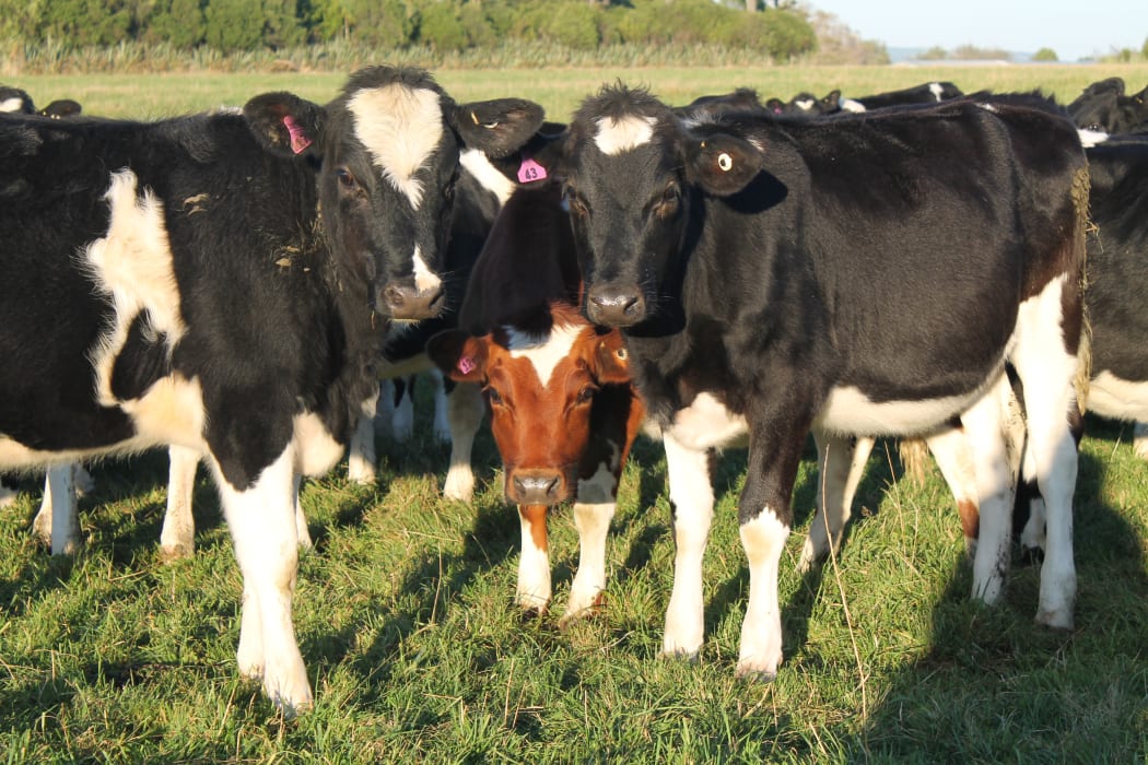 Heifers on Malcolm's farm