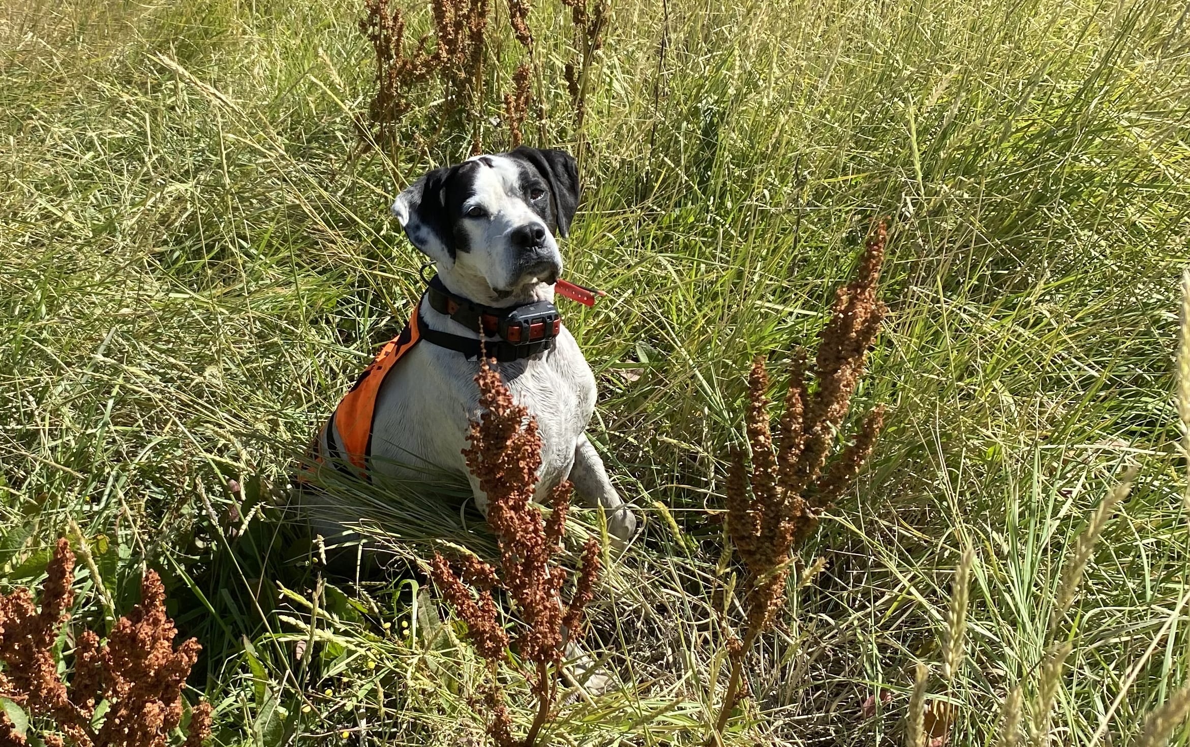 Bailey, a sniffer dog and part of the Conservation Dogs Programme, at Okorewa Lagoon, South Wairarapa.