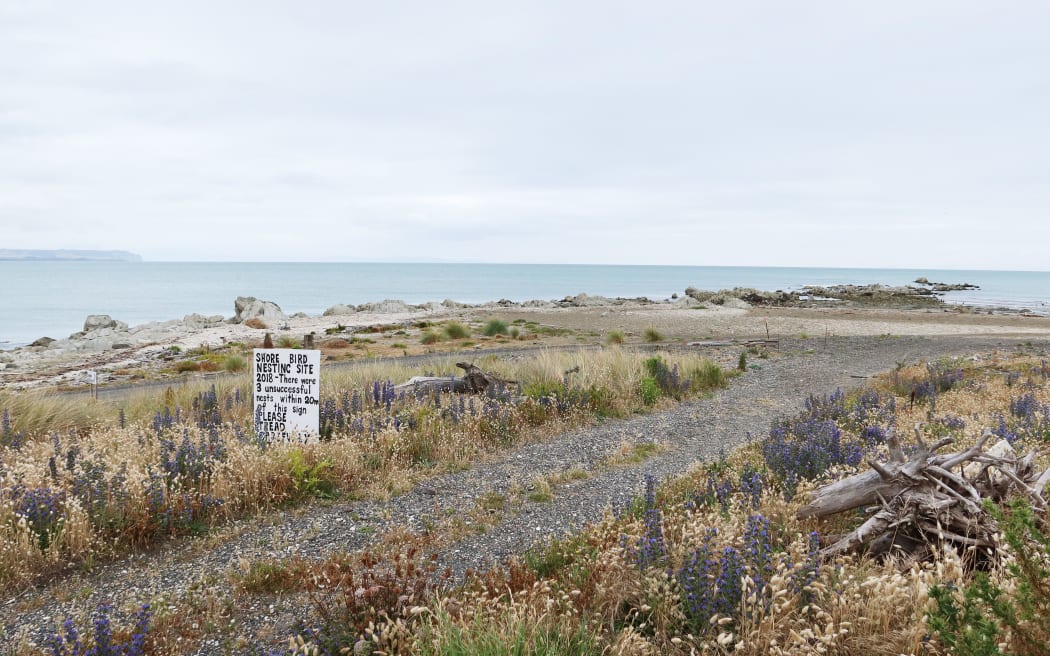 Dotterel nests at Marfells Beach in Marlborough