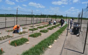 Science technicians begin harvesting the HME ryegrass grown in the United States