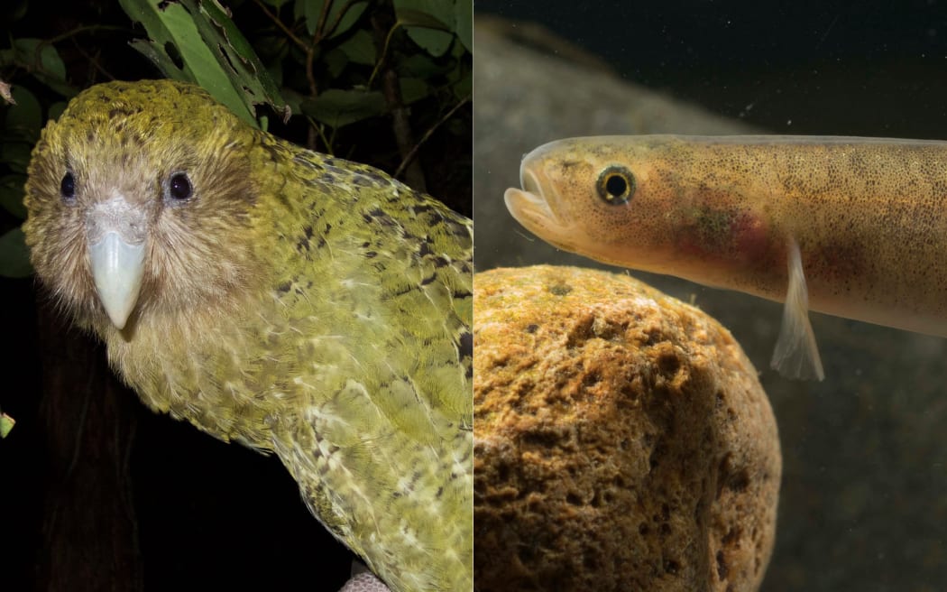 A collage image showing a Kakapo standing on a branch on the left and on the right a juvenile mudfish