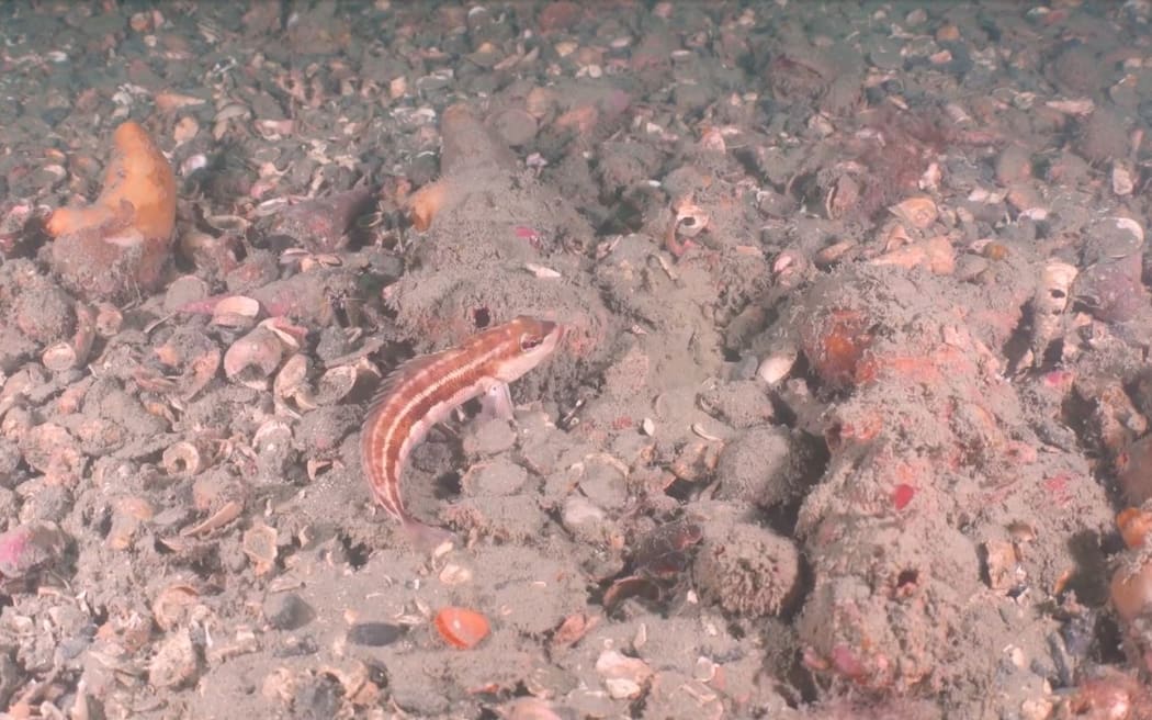 Researchers were surprised to find animal-dominated ecosystems in the shallow waters of areas like Wellington Harbour.