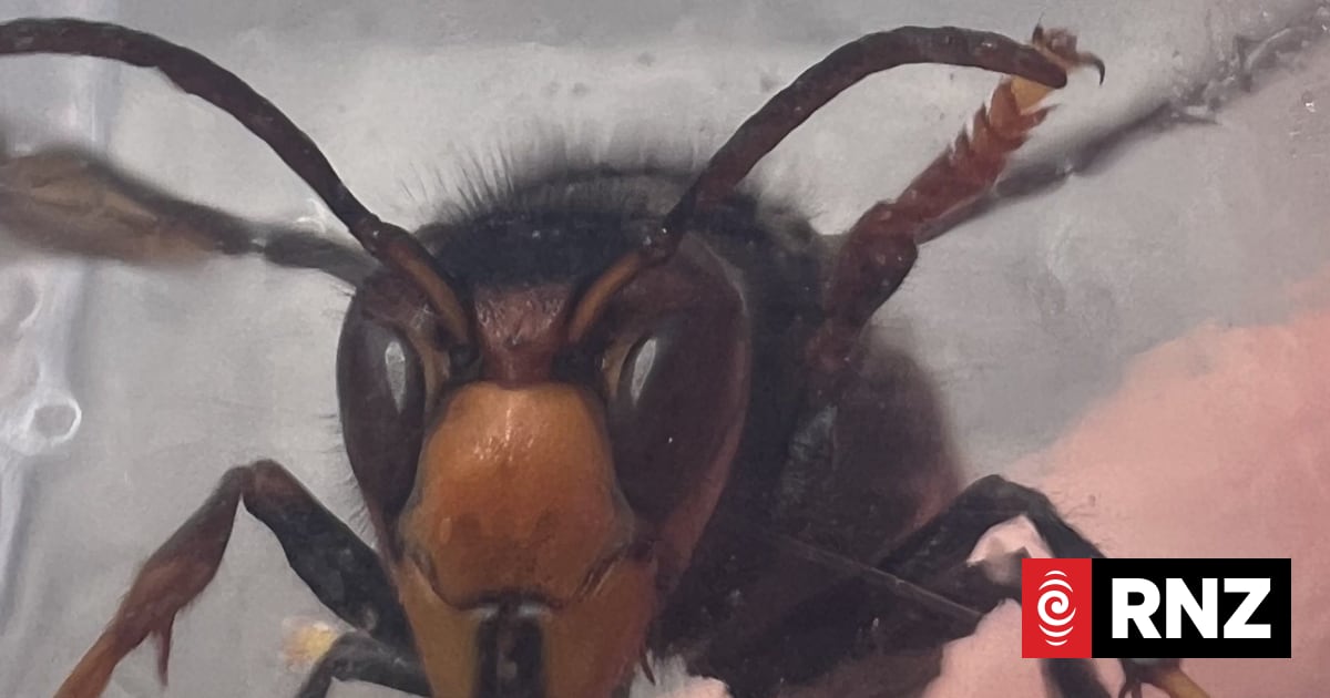 'Game changing': DNA clues track hornets in Auckland waterways
