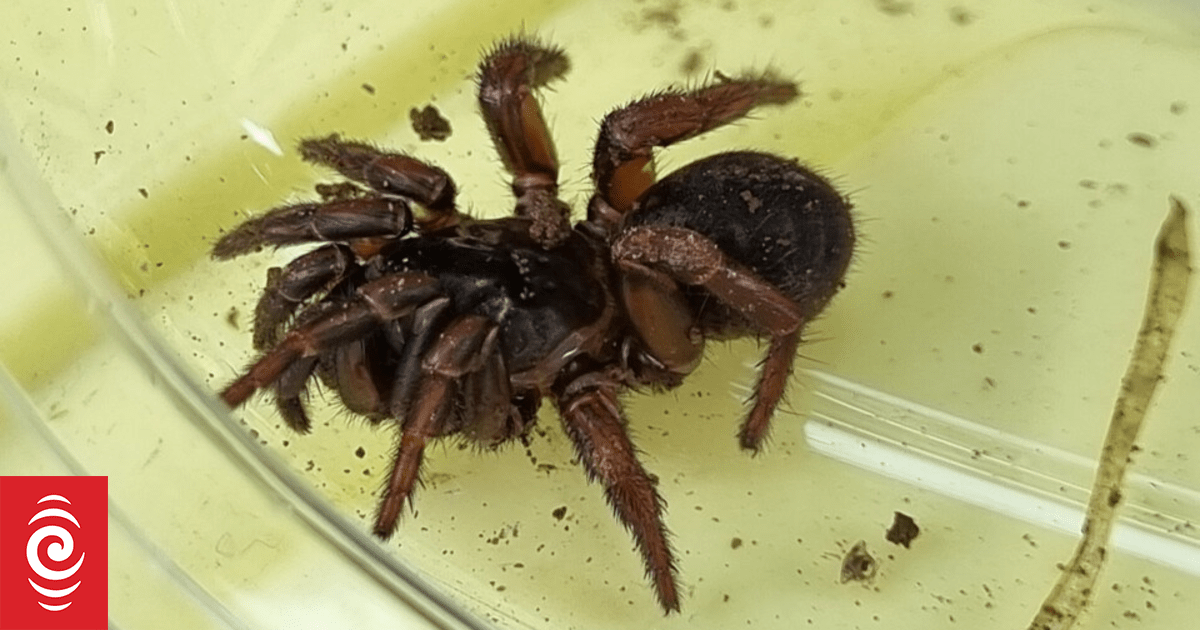 Caught in a web: Biologist discovers possible new spider species